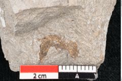 Foto (Detailansicht) von Cystoseira communis Unger (NHMW-GEO-2024-0188-6645)